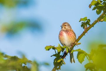 Linnet bird male, Carduelis cannabina with red breast singing