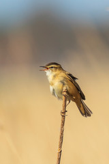 Eurasian reed warbler Acrocephalus scirpaceus bird singing in reeds during sunrise.
