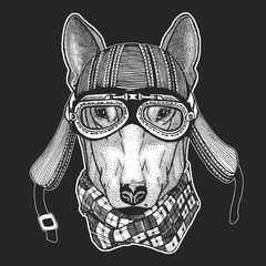 Bullterrier, dog. Motorcycle leather helmet.