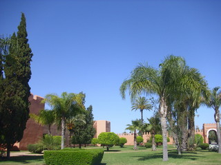 Fototapeta na wymiar tropical garden with palm trees