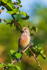 Linnet bird male, Carduelis cannabina with red breast singing