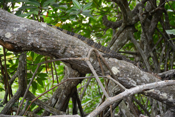 Hikkaduwa, Sri Lanka - March 11, 2019: Varan lizard on the tree at Ratgama Lake
