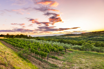 Obraz premium Sunset at a idyllic vineyard at the farmland of Istria, Croatia.