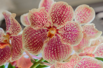 Flower of the Vanda Coerulea Orchid. May 12, 2019. Madrid Spain. Botanical Biology Nature Photography.