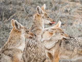 Jackals in the Serengeti, Tanzania 