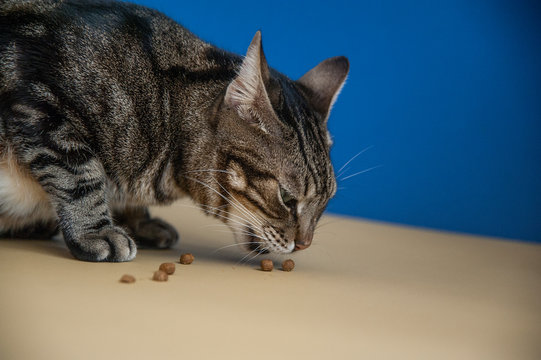 Studio shot portrait of a cat eatting on a blue and yellow background