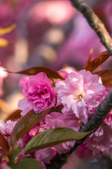 Pink cherry tree blooming in spring