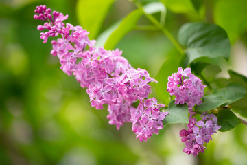 Purple lilac flower on a green leaves background