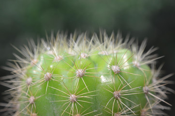 Close up shot of cactus with blurred background