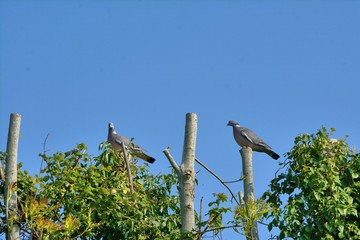 two wood pigeons (rock doves)' social distancing' on tree top. 