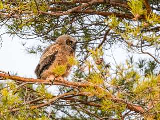 Great Horned Owlet Owl Sitting  on a Pine Tree Branch  