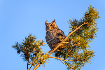 Great Horned Owl Sitting  on a Pine Tree Branch against Blue Sky