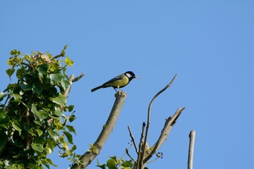 Great tit bird, parus major on top of branch wwith meal worm in its beak