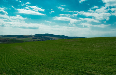 Obraz premium Classic rural landscape.Wheat field against a blue sky