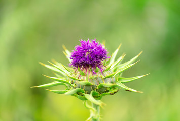 spring flowers background. new blooming bud. spring flowers meadow.