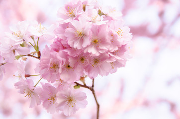 Fototapeta na wymiar pink cherry tree blossom