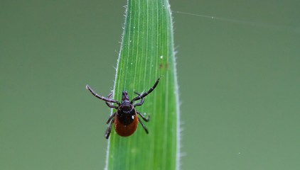 Tique insecte champ - maladie de Lyme
