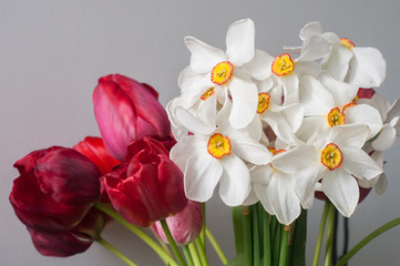 Bouquet of white daffodils and red tulips flowers closeup