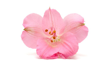 Fototapeta na wymiar Peruvian Lily (Alstroemeria) flower on white background. Pink color.