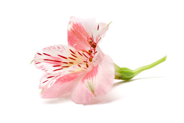 Fototapeta na wymiar Peruvian Lily (Alstroemeria) flower on white background.