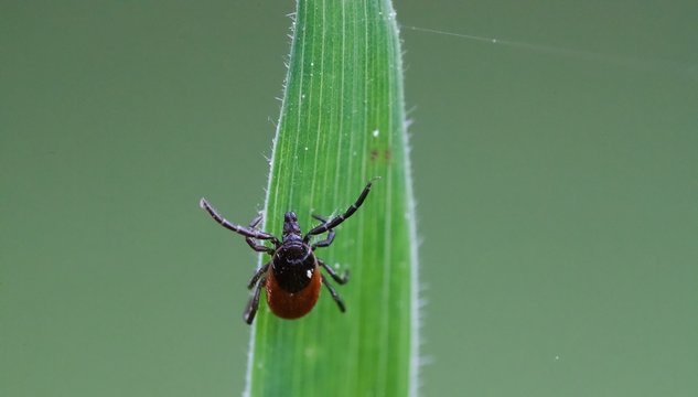 Tique insecte champ - maladie de Lyme