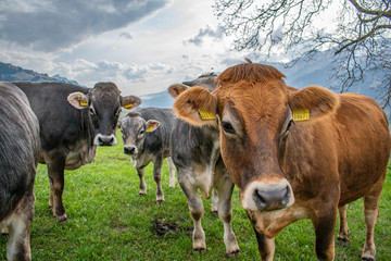 Beautiful swiss cows. Alpine meadows. Mountains.
