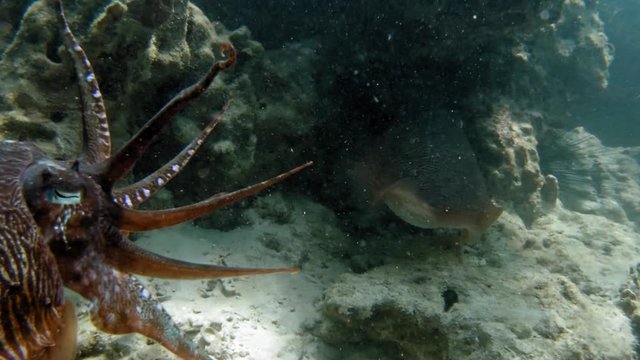 A diver follows very closely two large cuttlefish. One of them hunts for food while another one guards it.