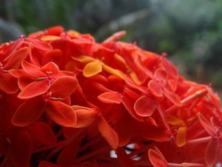 Beautiful Pictures/Images/Wallaper of Flowers