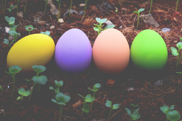 Colorful eggs with small plants in the ground 
