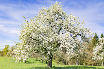 Blühender Apfelbaum in der Wiese