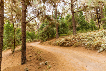 Gravel road in a pine forest, Tenerife