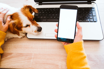 young woman working on laptop at home, wearing protective mask, cute small dog besides. work from home, stay safe during coronavirus covid-2019 concpt