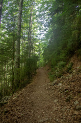 Natural way into the forest. Dirt road going through a forest in summer.