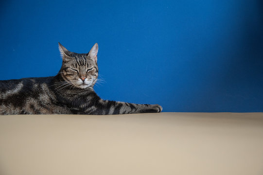 Studio shot portrait of a cat sitting on a blue and yellow background
