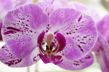 Fototapeta na wymiar Orchideen (1)