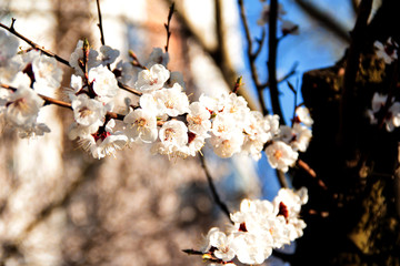 A branch of a flowering apricot. Fruit tree flowers against the sky.