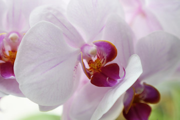 Naklejka na ściany i meble Orchideen (4)