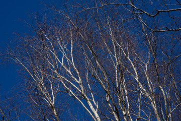 Blauer Himmel mit Birken