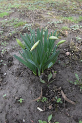 Narcissus plant surrounded by bare soil with rare young leaves