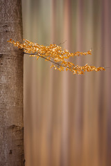 Beech with branch with wilted leaves, which is alone. Blurred trees are in the background. Czech Republic