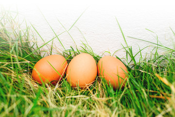 Colorful eggs on the grass Easter concept.