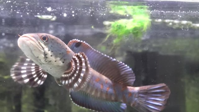 Snake head swimming slowly in the aquarium