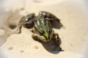 frog, ugly, sand, river, lake, beach, slimy, summer, spring, wet, little, animal image, tree, detail, closeup, environment, reptile, outdoors, nature photo, eyeball, eyes, cute, environmental