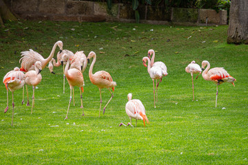 A pink flamingos in a meadow in Loro Parque, Tenerife