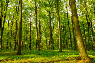 Fototapeta premium Piękny wiosenny las z różnymi drzewami