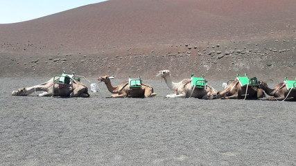 camels in the timanfaya lanzarote
