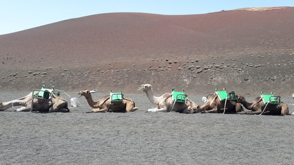 camels in the timanfaya lanzarote