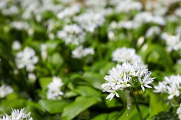 Wild Garlic Flowers in springtime