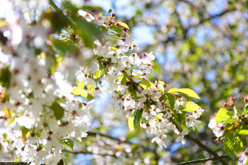 Close-up of the flowers in bloom during springtime. Midland hawthorn (Crataegus laevigata).