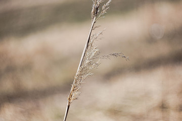 dry grass in the wind